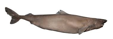 Image result for Somniosus pacificus