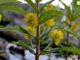 Attēlu rezultāti vaicājumam “Lysimachia thyrsiflora bud”