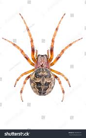 Attēlu rezultāti vaicājumam “Larinioides cornutus female”