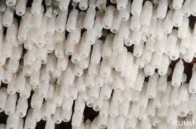 Attēlu rezultāti vaicājumam “Henningsomyces candidus”