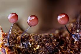 Attēlu rezultāti vaicājumam “Comatricha nigra macro”