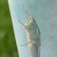 Attēlu rezultāti vaicājumam “Omocestus viridulus”