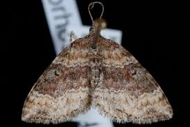 Attēlu rezultāti vaicājumam “Xanthorhoe ferrugata”