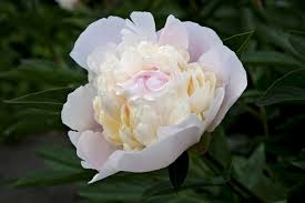 Attēlu rezultāti vaicājumam “Paeoniaceae”