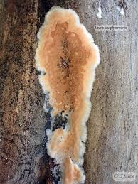 Attēlu rezultāti vaicājumam “Gloeoporus taxicola”