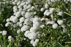Attēlu rezultāti vaicājumam “Achillea ptarmica flower”