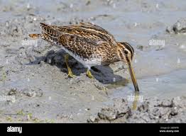 Attēlu rezultāti vaicājumam “Gallinago gallinago”