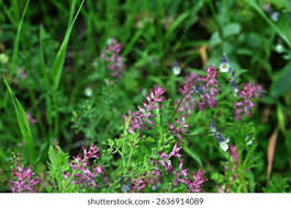 Attēlu rezultāti vaicājumam “Fumaria officinalis flower”