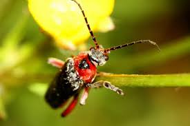 Attēlu rezultāti vaicājumam “Cantharis rustica imago”