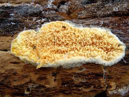 Attēlu rezultāti vaicājumam “Pseudomerulius aureus”