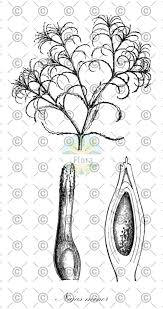 Attēlu rezultāti vaicājumam “Najas minor leaf”