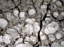 Attēlu rezultāti vaicājumam “Pertusaria albescens”