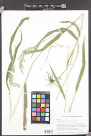 Attēlu rezultāti vaicājumam “Cinna latifolia”