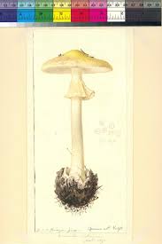 Attēlu rezultāti vaicājumam “Amanita citrina”