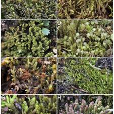 Attēlu rezultāti vaicājumam “Lophozia laxa macro”