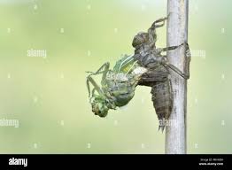 Attēlu rezultāti vaicājumam “Libellula quadrimaculata exuvia”