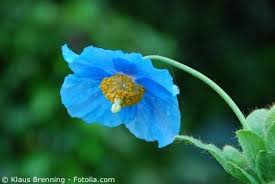 Image result for Scheinmohn blau