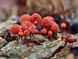 Attēlu rezultāti vaicājumam “Hemitrichia karstenii macro”