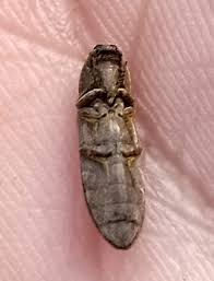 Attēlu rezultāti vaicājumam “Cidnopus aeruginosus”