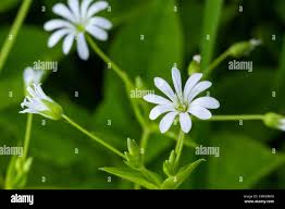 Attēlu rezultāti vaicājumam “Stellaria nemorum flower”