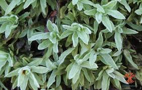 Attēlu rezultāti vaicājumam “Encalypta streptocarpa”