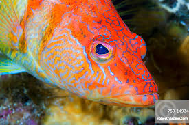 Image result for Serranus scriba