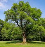 Attēlu rezultāti vaicājumam “Juglans x sinensis”