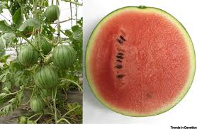 Attēlu rezultāti vaicājumam “Citrullus lanatus”