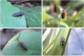 Attēlu rezultāti vaicājumam “Lampyridae”