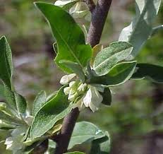 Attēlu rezultāti vaicājumam “Enteridium olivaceum macro”