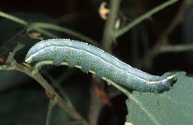 Attēlu rezultāti vaicājumam “Pterostoma palpina”