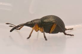 Attēlu rezultāti vaicājumam “Protapion sp.”