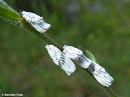 Attēlu rezultāti vaicājumam “Orthezia urticae”