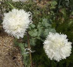Image result for Papaver somniferum White Cloud