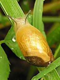 Attēlu rezultāti vaicājumam “Succinea”