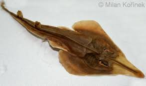 Image result for Rhynchobatus djiddensis