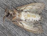 Attēlu rezultāti vaicājumam “Cossidae”