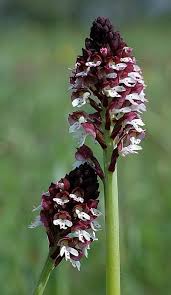 Attēlu rezultāti vaicājumam “Orchis ustulata flower”