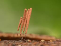 Attēlu rezultāti vaicājumam “Stemonitopsis hyperopta macro”