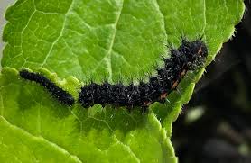 Attēlu rezultāti vaicājumam “Saturnia pavonia larva”