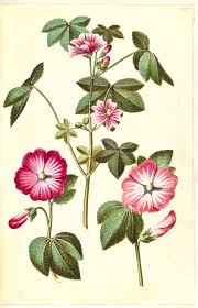 Image result for Lavatera trimestris