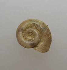 Attēlu rezultāti vaicājumam “Planorbidae”