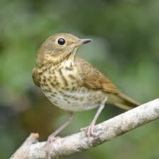 Image result for Catharus ustulatus