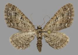 Attēlu rezultāti vaicājumam “Eupithecia pusillata”