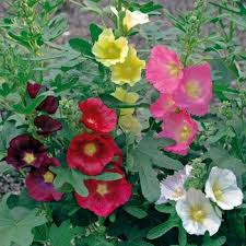 Image result for Alcea rosea `Appleblossom`