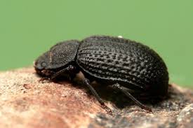 Attēlu rezultāti vaicājumam “Bolitophagus reticulatus”