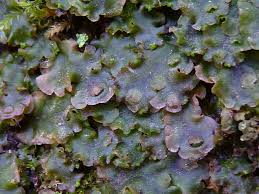 Attēlu rezultāti vaicājumam “Pellia”