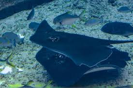 Image result for Bathytoshia brevicaudata