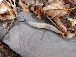 Attēlu rezultāti vaicājumam “Krynickillus melanocephalus”