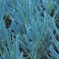 Image result for Helichrysum lindleyii